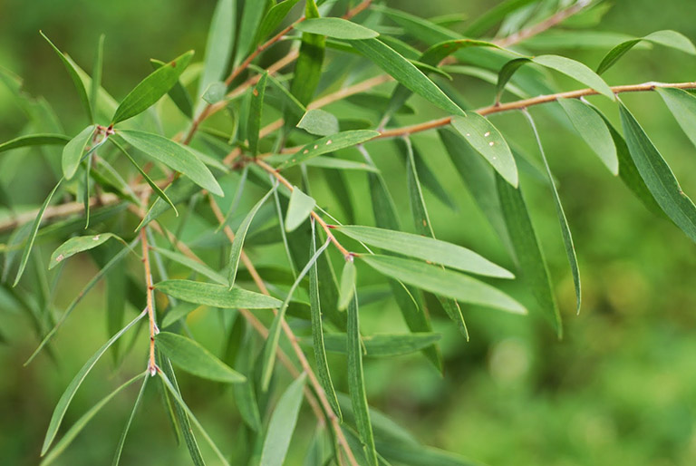 Lưu bản nháp tự động